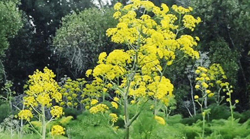 giant.fennel.wikipedia commons