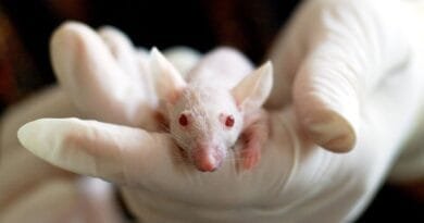 animal, mouse, experiment