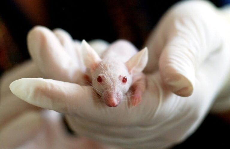 Photo by tiburi - NewsOk animal, mouse, experiment