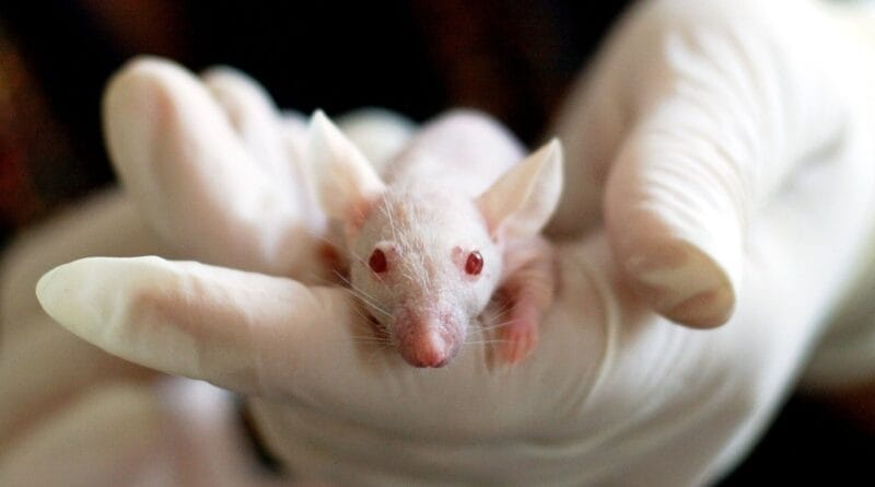 animal, mouse, experiment