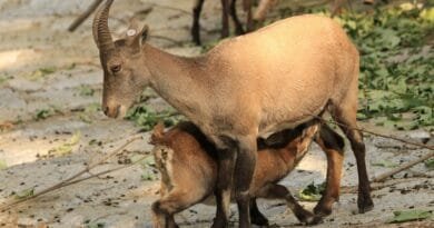 capricorn, animals, mammals