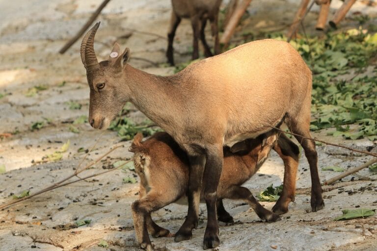 Photo by Marjonhorn - NewsOk capricorn, animals, mammals