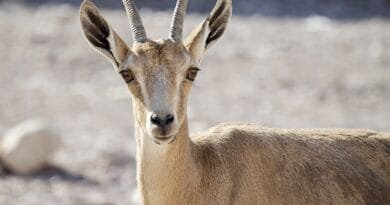 nubian ibex, young, desert
