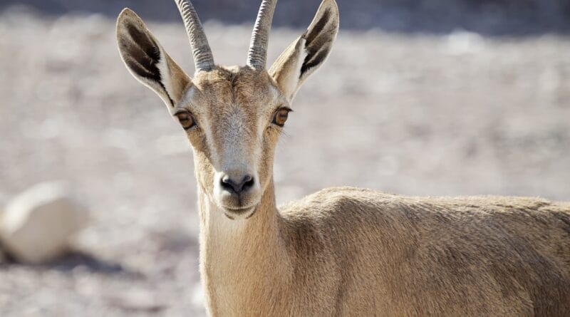 nubian ibex, young, desert