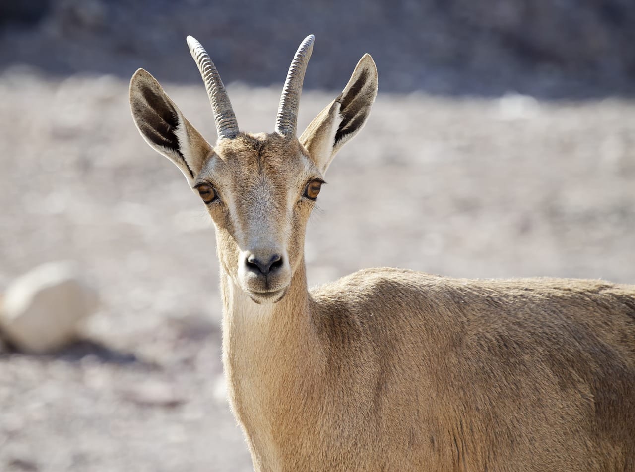 nubian ibex, young, desert