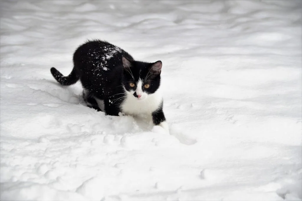 cat, kitten, feline