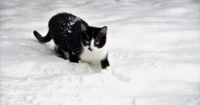 cat, kitten, feline