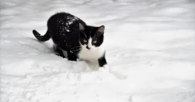 cat, kitten, feline