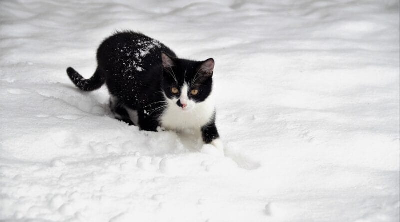 cat, kitten, feline