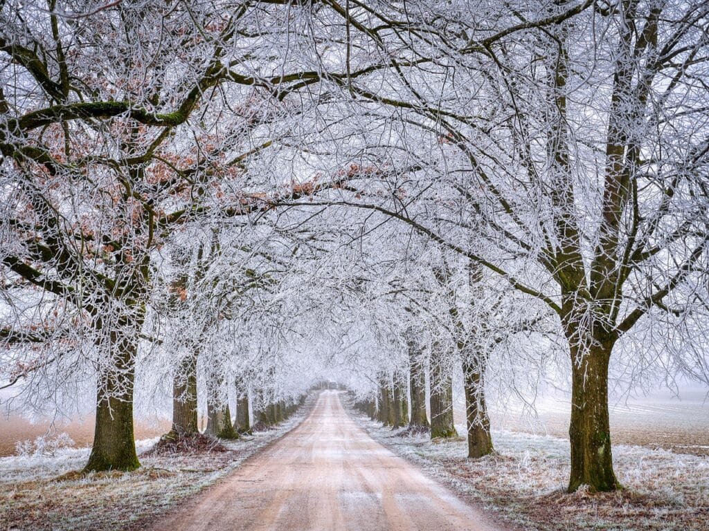 Photo by fietzfotos - NewsOk road, trees, winter