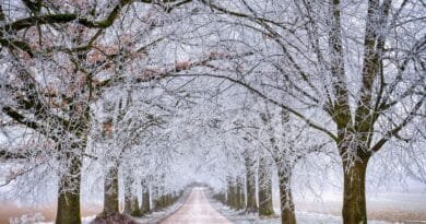 road, trees, winter