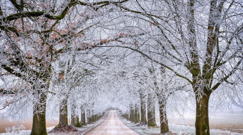 road, trees, winter