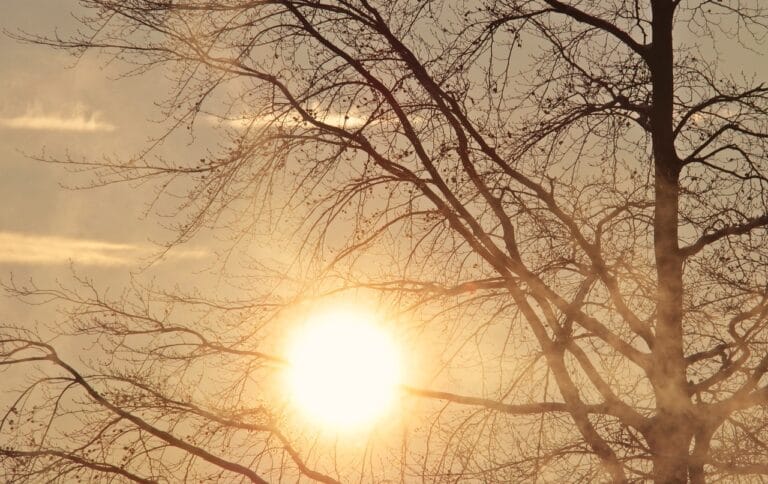 Photo by NoName_13 - NewsOk tree, dawn, morning sun