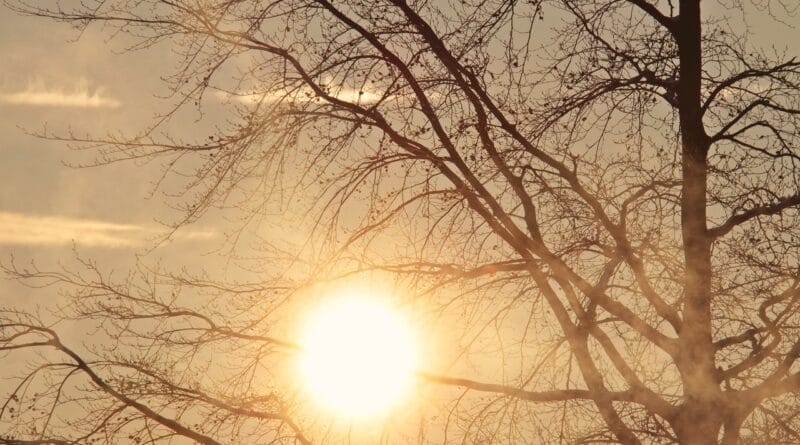 tree, dawn, morning sun