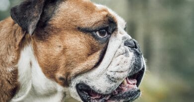 dog, bulldog, animal