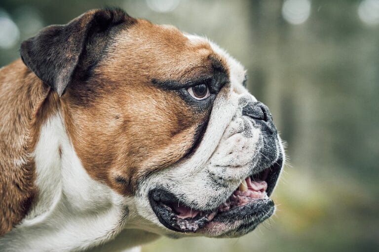 Photo by cp17 - NewsOk dog, bulldog, animal
