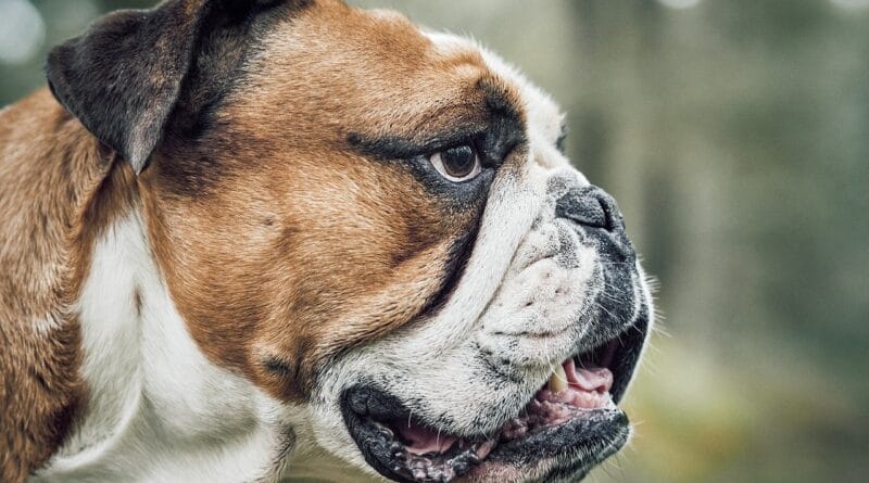 dog, bulldog, animal