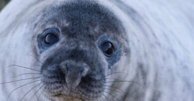 seal, grey seal, wild, wildlife, nature, close up, blue closed, seal, seal, seal, seal, seal