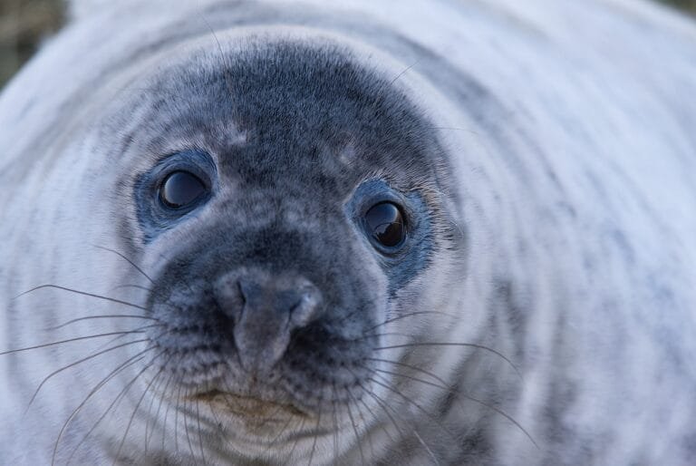 Photo by bodsa - NewsOk seal, grey seal, wild, wildlife, nature, close up, blue closed, seal, seal, seal, seal, seal