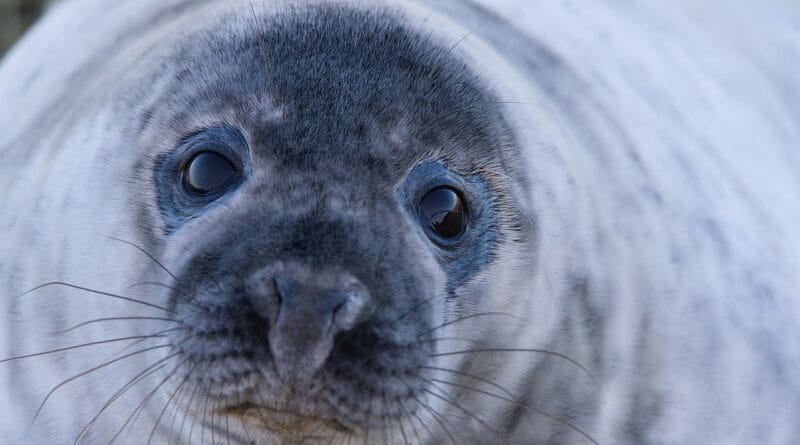 seal, grey seal, wild, wildlife, nature, close up, blue closed, seal, seal, seal, seal, seal