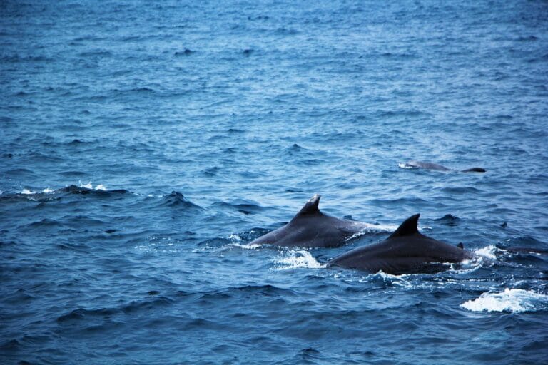 Photo by judith1993 - NewsOk sea, blue, nature, dolphins