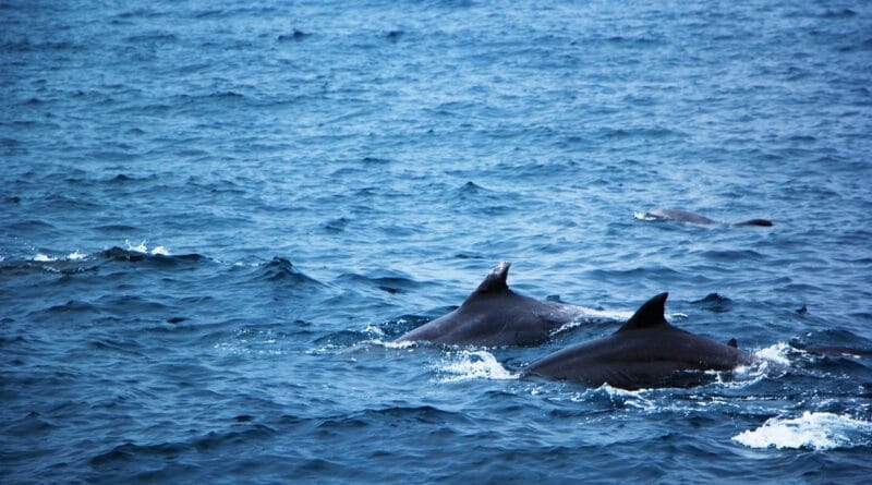 sea, blue, nature, dolphins