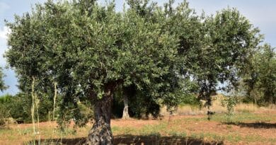 olive tree, olive field, mediterranean, agriculture, olive grove, nature, vegetation, green, field, olive planting, olive trees, plantation, planting, sicily, summer, olive cultivation, olive garden, landscape, olives, warm, gnarled, olive tree, olive tree, olive tree, olive tree, olive tree, olive trees