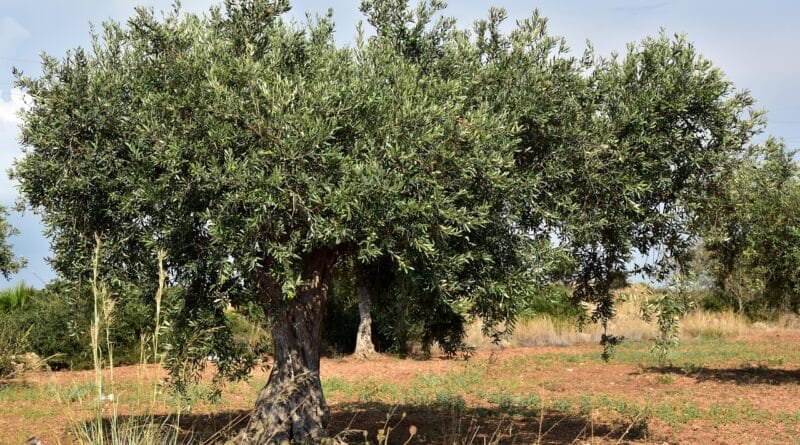 olive tree, olive field, mediterranean, agriculture, olive grove, nature, vegetation, green, field, olive planting, olive trees, plantation, planting, sicily, summer, olive cultivation, olive garden, landscape, olives, warm, gnarled, olive tree, olive tree, olive tree, olive tree, olive tree, olive trees
