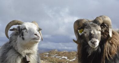 animals, rams, nature, mammal, pasture, sheep, horns, norway, farm, cattle