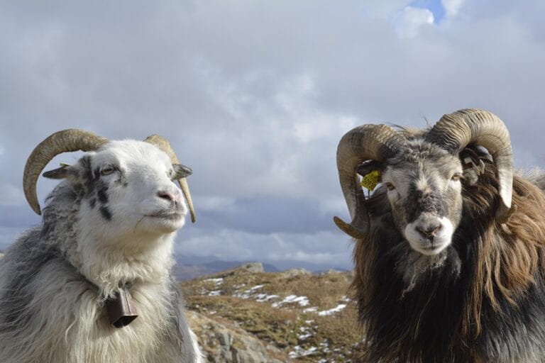 animals, rams, nature, mammal, pasture, sheep, horns, norway, farm, cattle