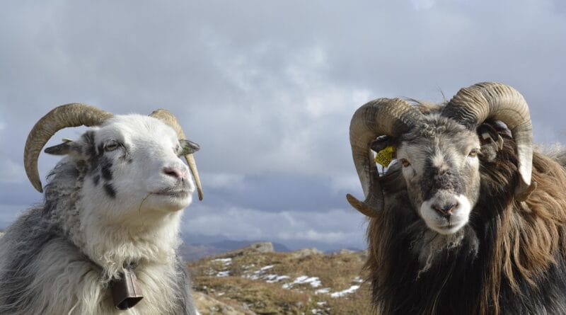 animals, rams, nature, mammal, pasture, sheep, horns, norway, farm, cattle