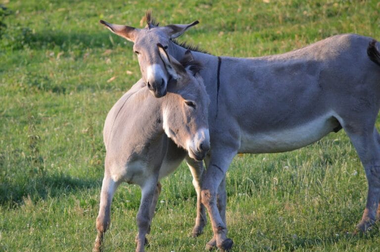 donkeys, couple, animals, nature