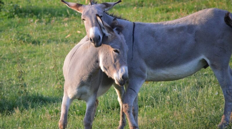 donkeys, couple, animals, nature