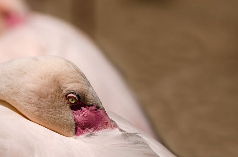 Photo by strichpunkt - NewsOk bird, flamingo, water bird, pink flamingo, exotic bird, sleep, zoo, flamingo, flamingo, nature, sleep, sleep, sleep, sleep, sleep