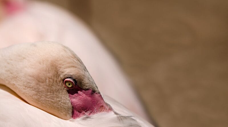 bird, flamingo, water bird, pink flamingo, exotic bird, sleep, zoo, flamingo, flamingo, nature, sleep, sleep, sleep, sleep, sleep