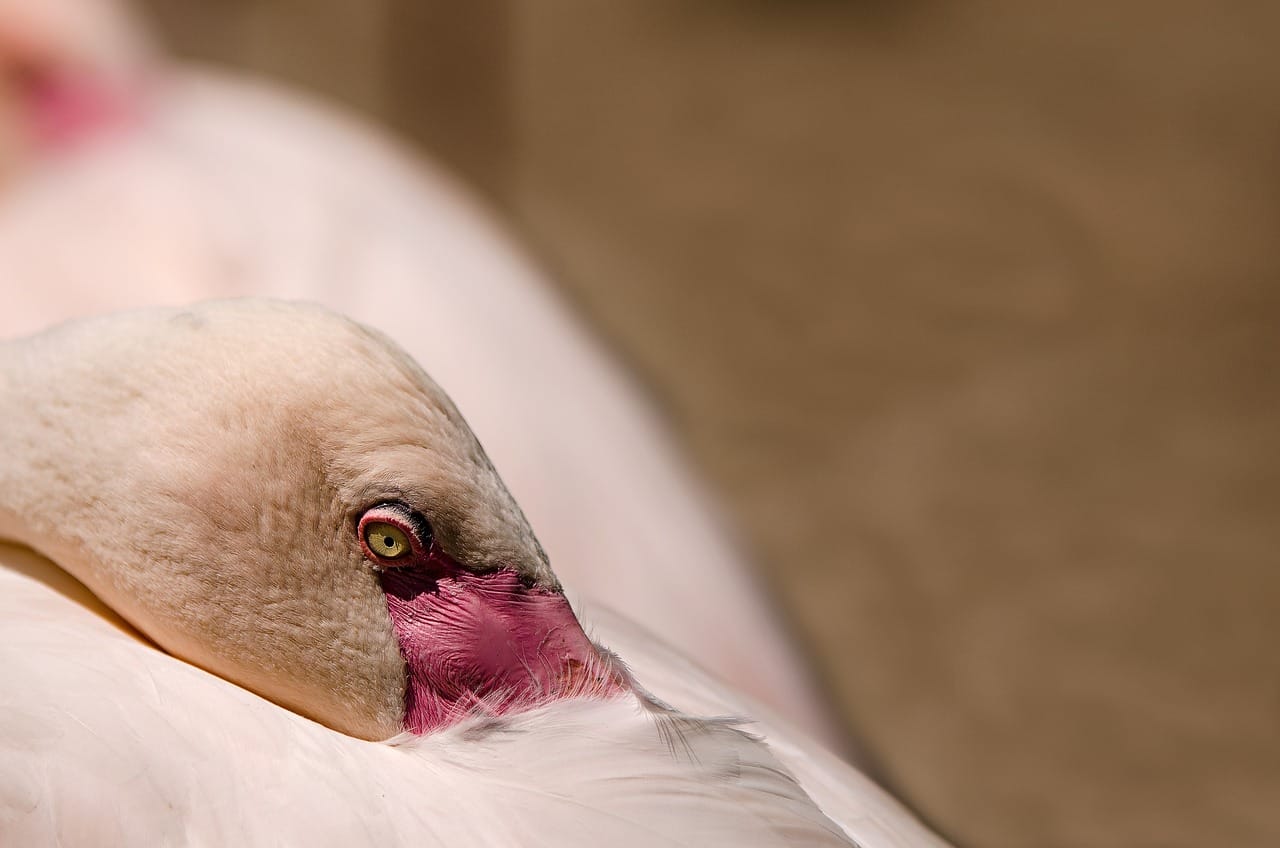 bird, flamingo, water bird, pink flamingo, exotic bird, sleep, zoo, flamingo, flamingo, nature, sleep, sleep, sleep, sleep, sleep