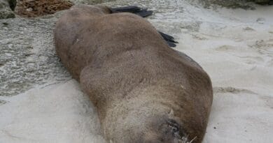 fur seal, seal, mammal, animal, wildlife, arctic, sea, nature, marine, aquatic, fauna