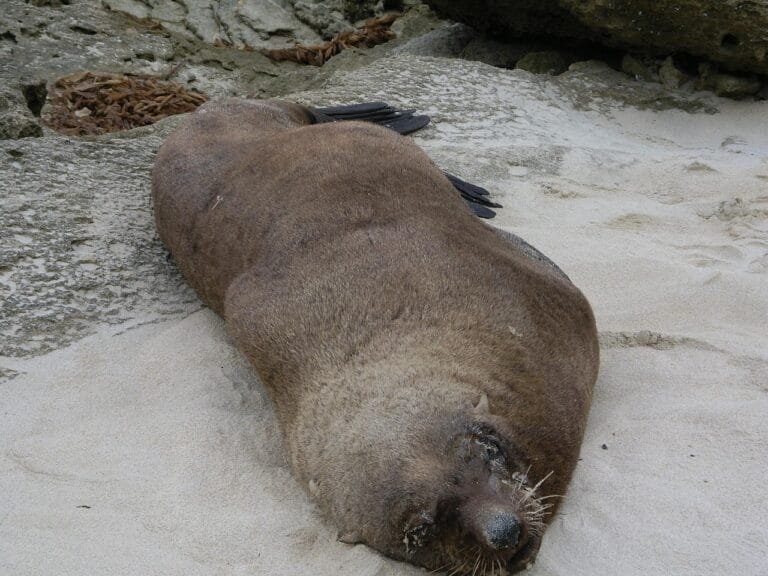 Photo by lilRalph - NewsOk fur seal, seal, mammal, animal, wildlife, arctic, sea, nature, marine, aquatic, fauna
