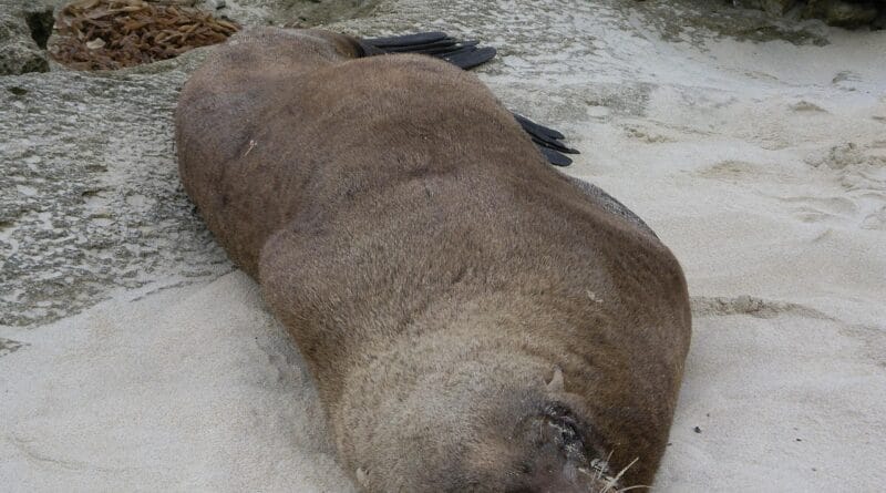 fur seal, seal, mammal, animal, wildlife, arctic, sea, nature, marine, aquatic, fauna