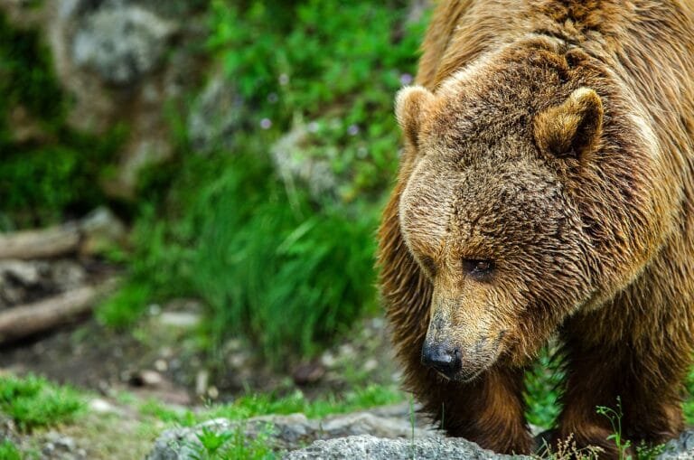 bear - NewsOk