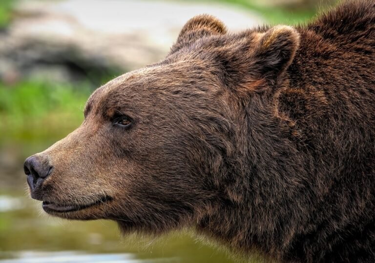 brown-bear-pixabay - NewsOk