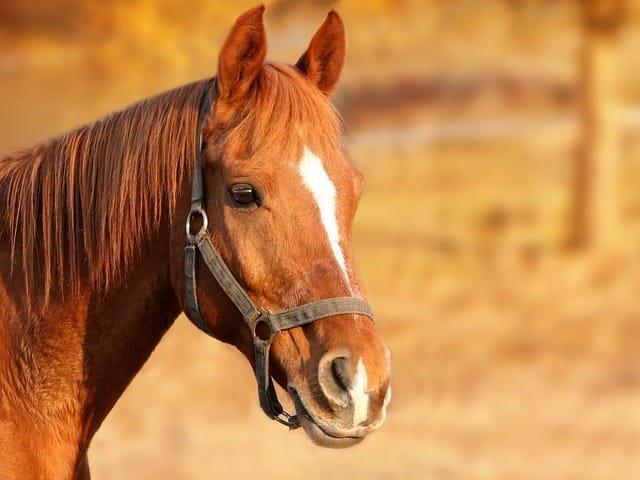 horse - NewsOk