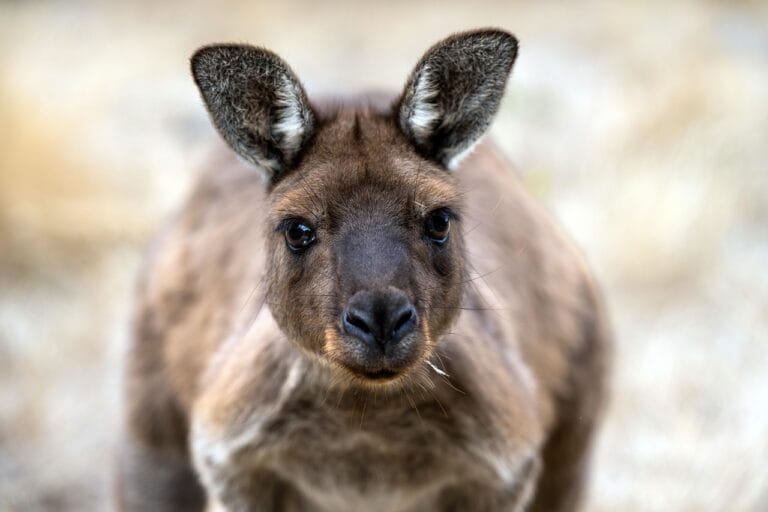 kangaroo - NewsOk