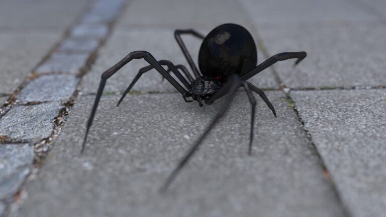 arachni_pixabay - NewsOk
