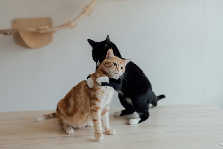 cats_pexels - NewsOk
