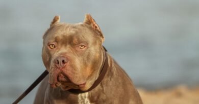 pitbull_pexels
