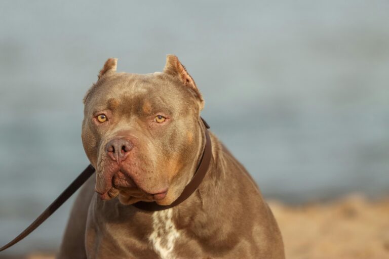 pexels-efrem-efre-2786187-30930728 - NewsOk pitbull_pexels