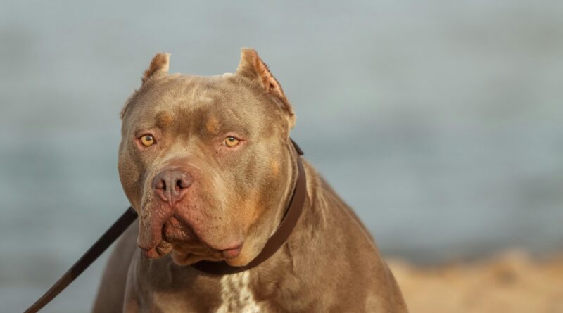 pitbull_pexels