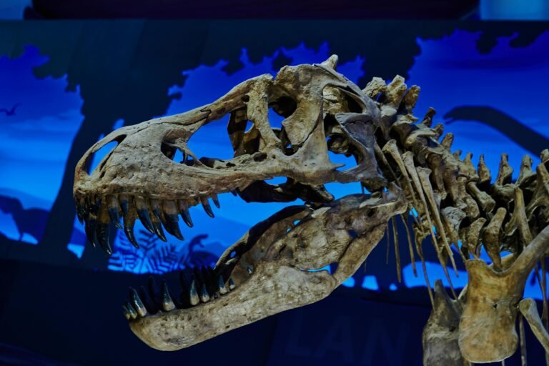 tyranosauros_pexels - NewsOk