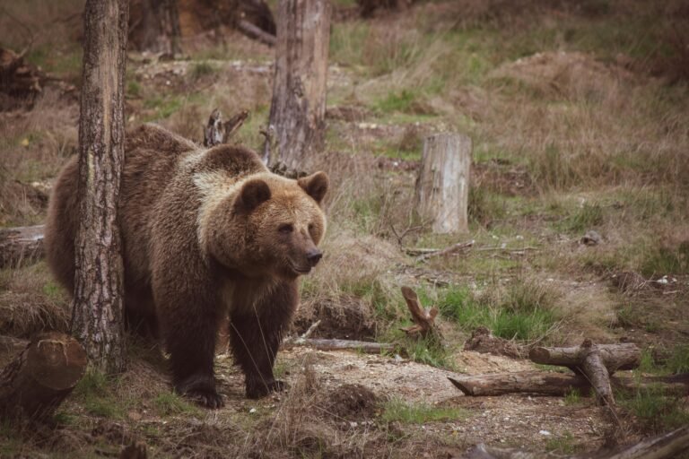 bear_pexels - NewsOk